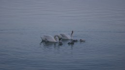 Hattyúk tava... Balaton